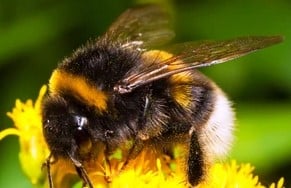 Le silençage Génétique est une menace pour les pollinisateurs